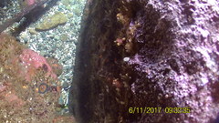 Anthopleura artemisia