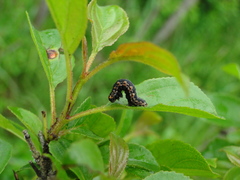 Philereme vetulata