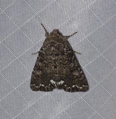 Melanchra pulverulenta