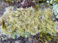 Lecanora polytropa