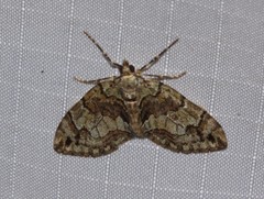 Hydriomena exculpata