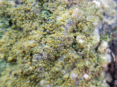 Lecanora polytropa