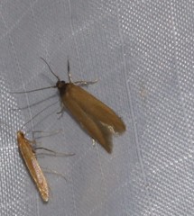 Holcocera immaculella