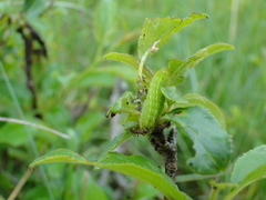 Satyrium spini