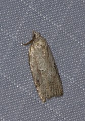Acleris placidana