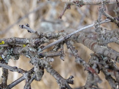 Satyrium spini