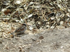 Passer domesticus
