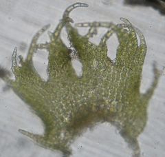 Lepidolaena taylorii