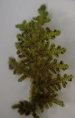 Lepidolaena taylorii