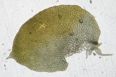 Lepidolaena taylorii