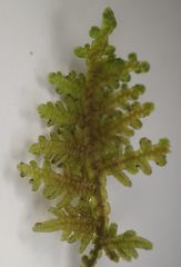 Lepidolaena taylorii
