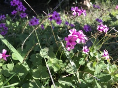 Oxalis articulata