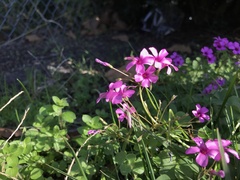 Oxalis articulata