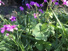 Oxalis articulata