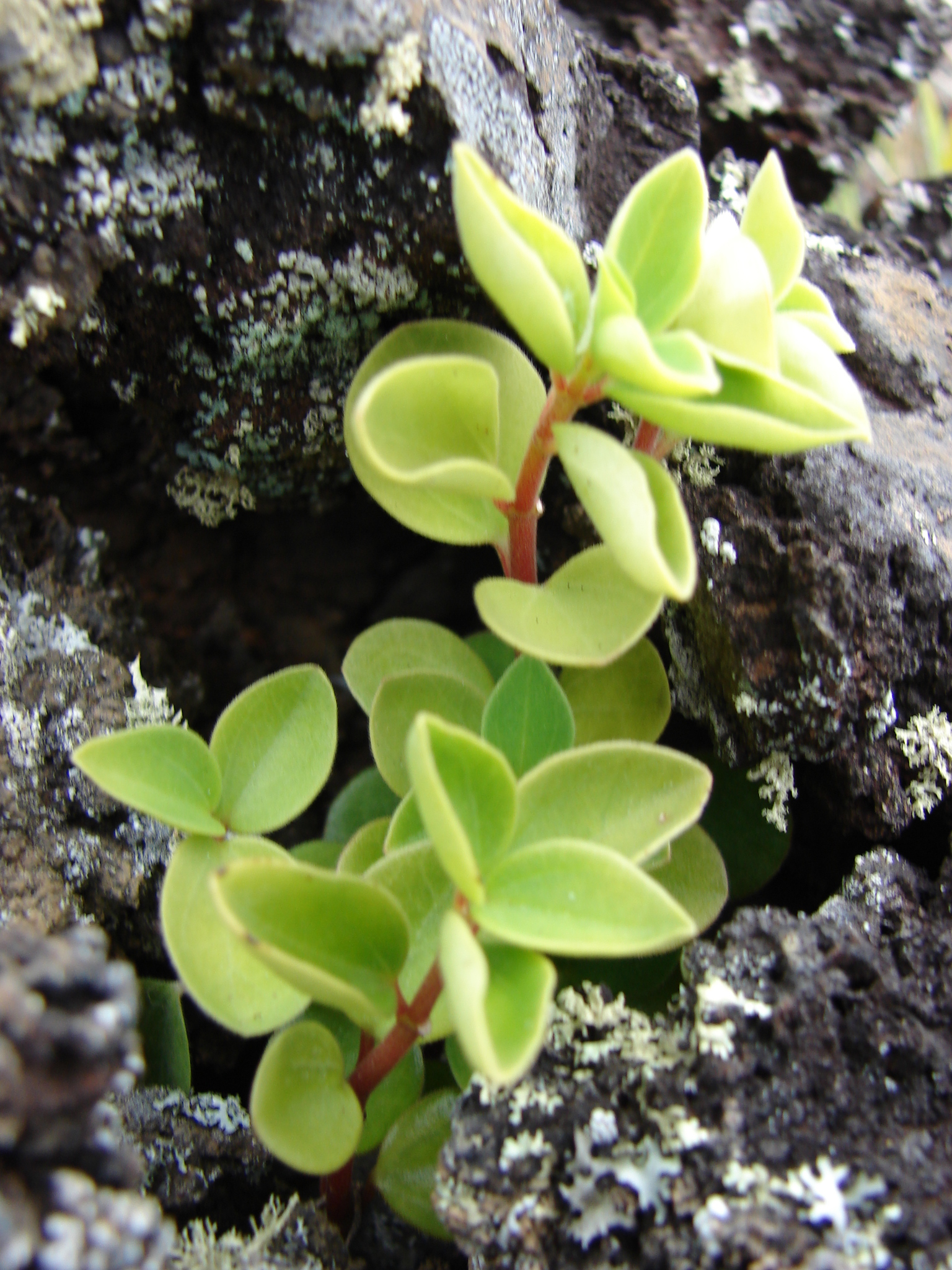 Peperomia blanda