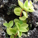 Peperomia blanda - Photo (c) Forest and Kim Starr, some rights reserved (CC BY)