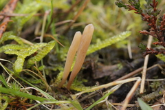 Clavaria krieglsteineri