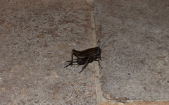 Gryllus texensis