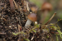 Psilocybe fimetaria