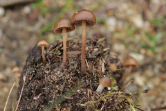 Psilocybe fimetaria