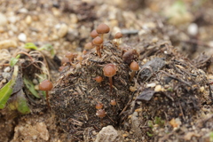 Psilocybe fimetaria
