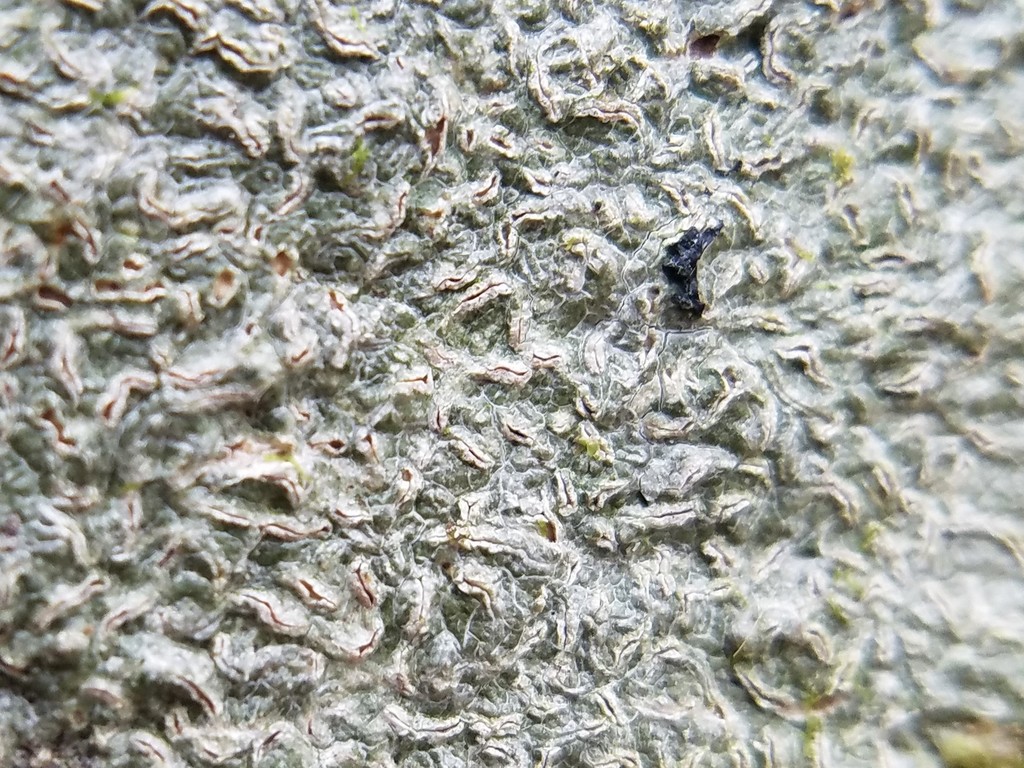 Script Lichen