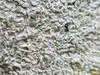 Script Lichen - Photo (c) Leila Dasher, some rights reserved (CC BY), uploaded by Leila Dasher