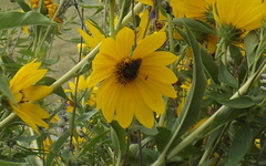 Svastra obliqua obliqua