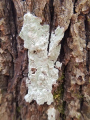 Phlyctis boliviensis