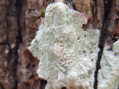 Phlyctis boliviensis