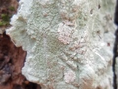 Phlyctis boliviensis