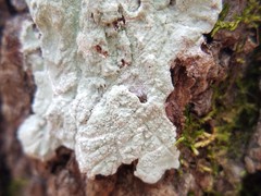 Phlyctis boliviensis