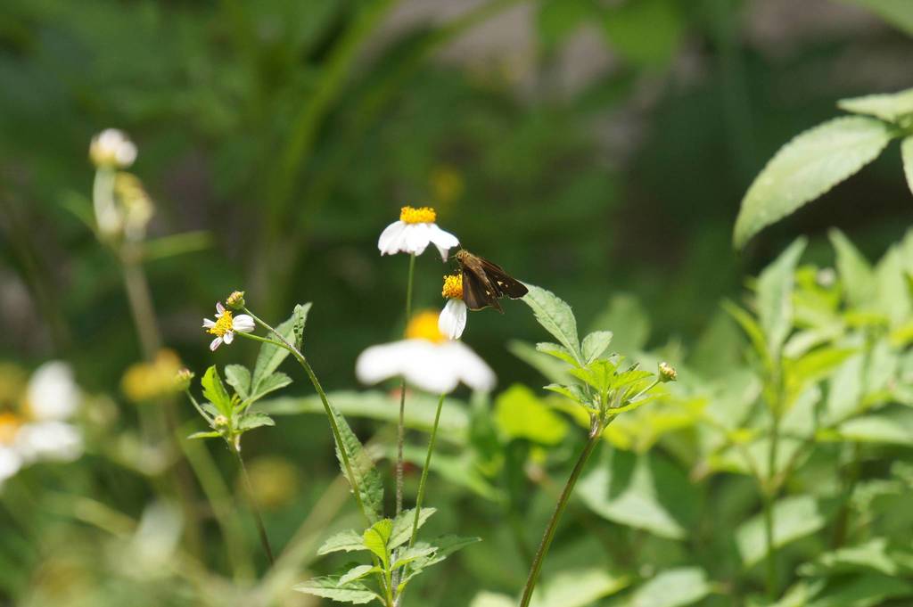 Eutychide subcordata