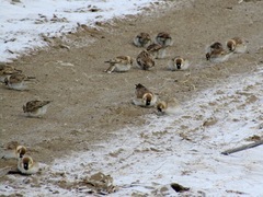 Montifringilla davidiana