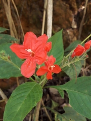 Ruellia