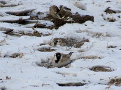 Montifringilla davidiana