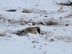 Montifringilla davidiana