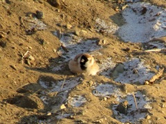 Montifringilla davidiana