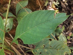 Ruellia