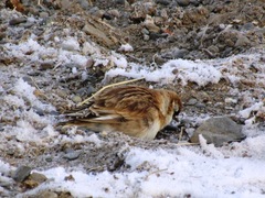 Montifringilla davidiana