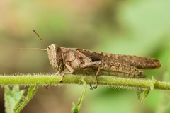 Abracris flavolineata