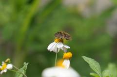 Eutychide subcordata