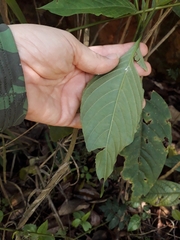 Ruellia