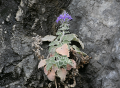 Campanula elatinoides