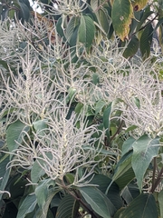 Colebrookea oppositifolia