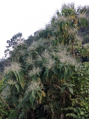 Colebrookea oppositifolia
