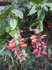 Thunbergia coccinea