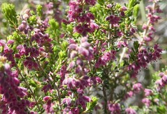 Erica puberuliflora
