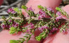 Erica puberuliflora