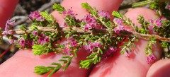 Erica puberuliflora